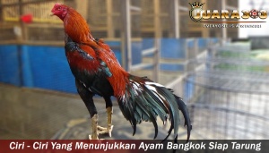 Standard Ukuran Ayam Bangkok