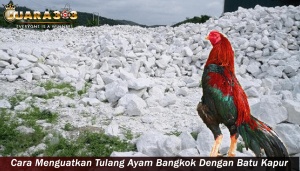 Menguatkan Tulang Ayam Bangkok Dengan Batu Kapur