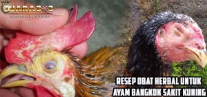 Resep Obat Herbal Untuk Ayam Bangkok Sakit Kuning